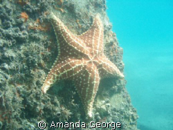 Diving the pilings of the Blue Heron Bridge, I came acros... by Amanda George 